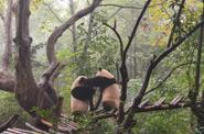 Заповедник панд в Чэнду
