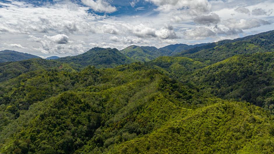 Тропические леса Суматры